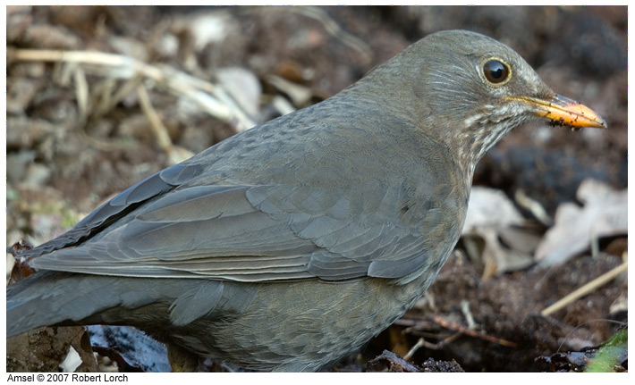 Amsel Bild 10544