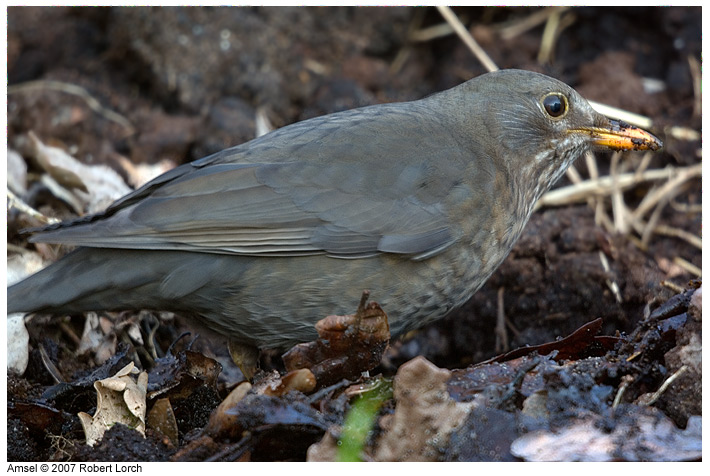 Amsel Bild 10552