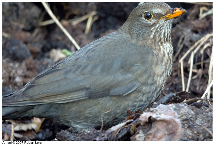 Amsel Bild 10556