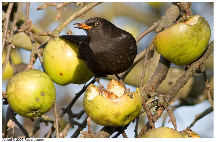 Amsel Bild 40020