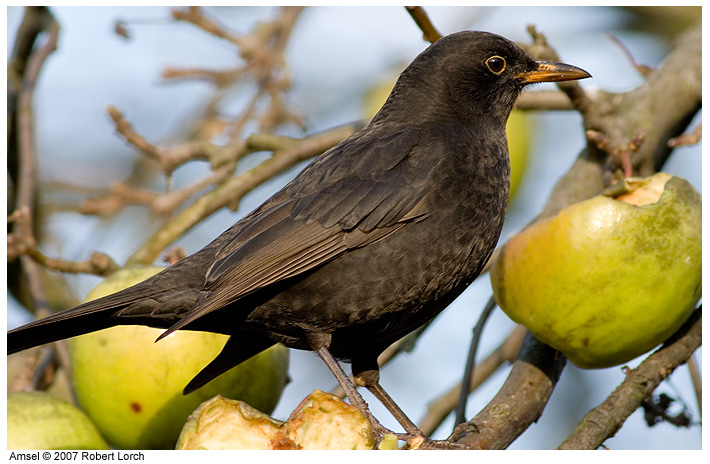 Amsel Bild 40038