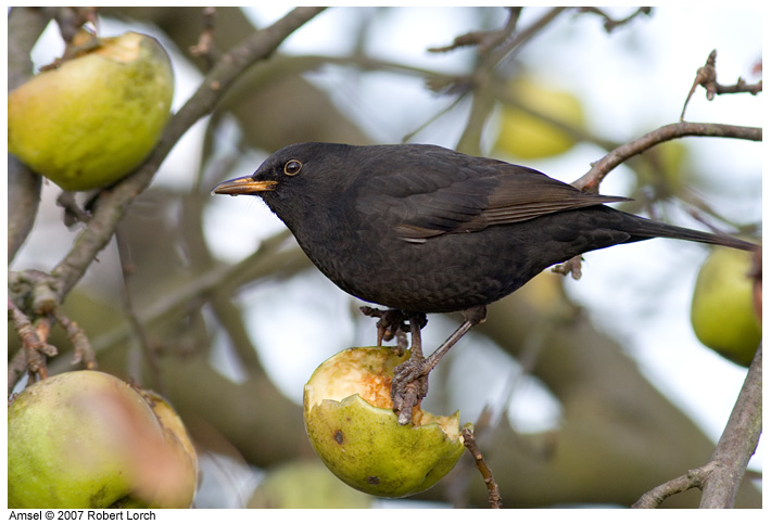 Amsel Bild 40042
