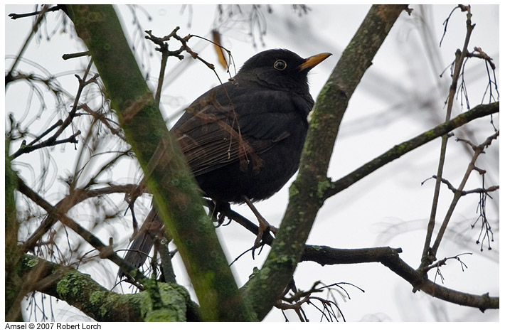 Amsel Bild 8680