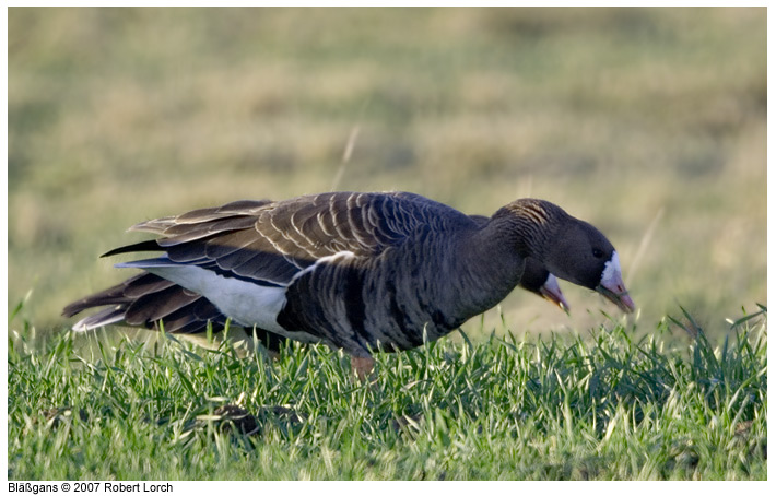 Blaessgans Bild 8785