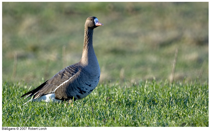 Blaessgans Bild 8787