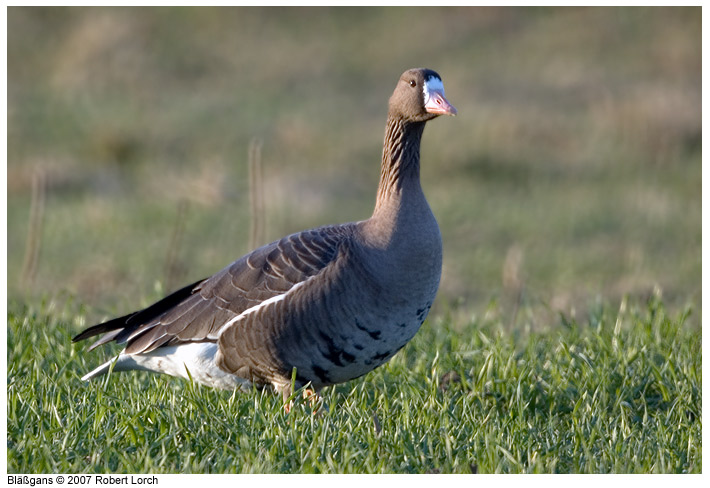 Blaessgans Bild 8817