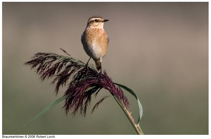 Braunkehlchen Bild 7216
