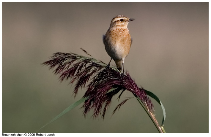 Braunkehlchen Bild 7217