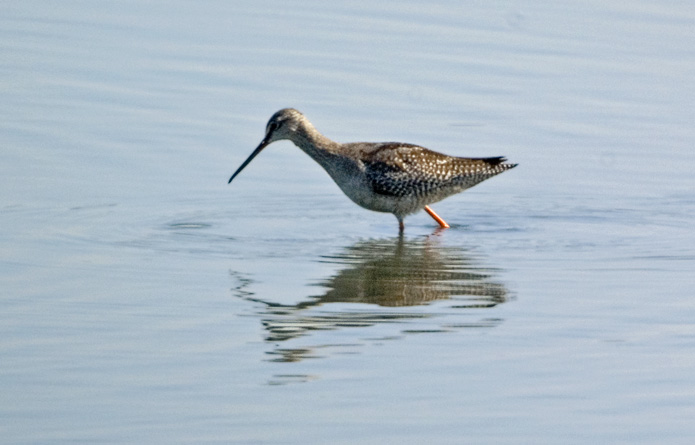 DunklerWasserlaeufer Bild 7062