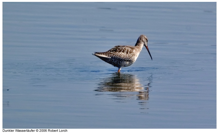 DunklerWasserlaeufer Bild 7072