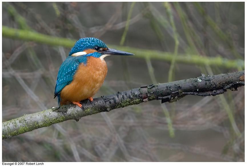Eisvogel Bild 8936