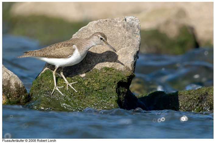 Flussuferlaeufer Bild 54906