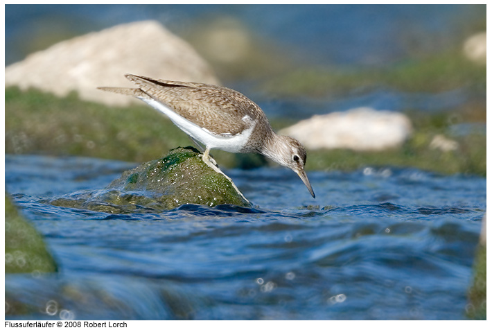 Flussuferlaeufer Bild 54925