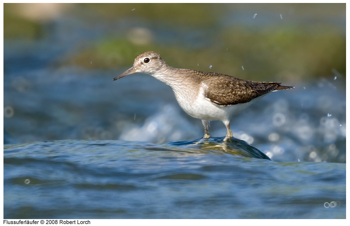Flussuferlaeufer Bild 54971