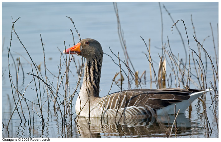 Graugans Bild 52087