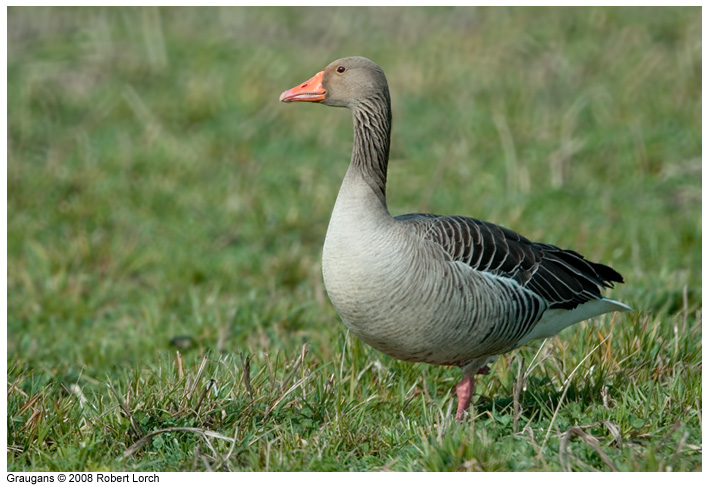 Graugans Bild 52113