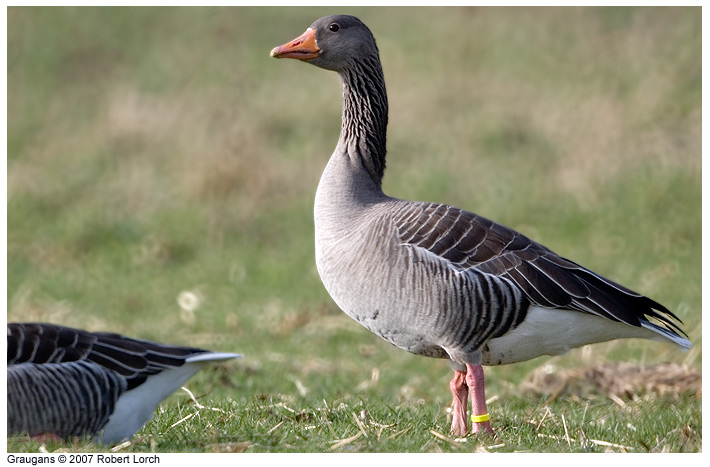 Graugans Bild 9068