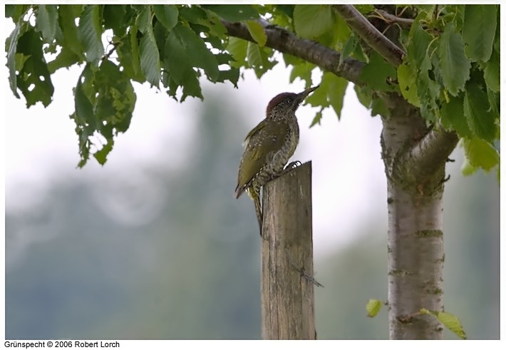 Gruenspecht Bild 6740