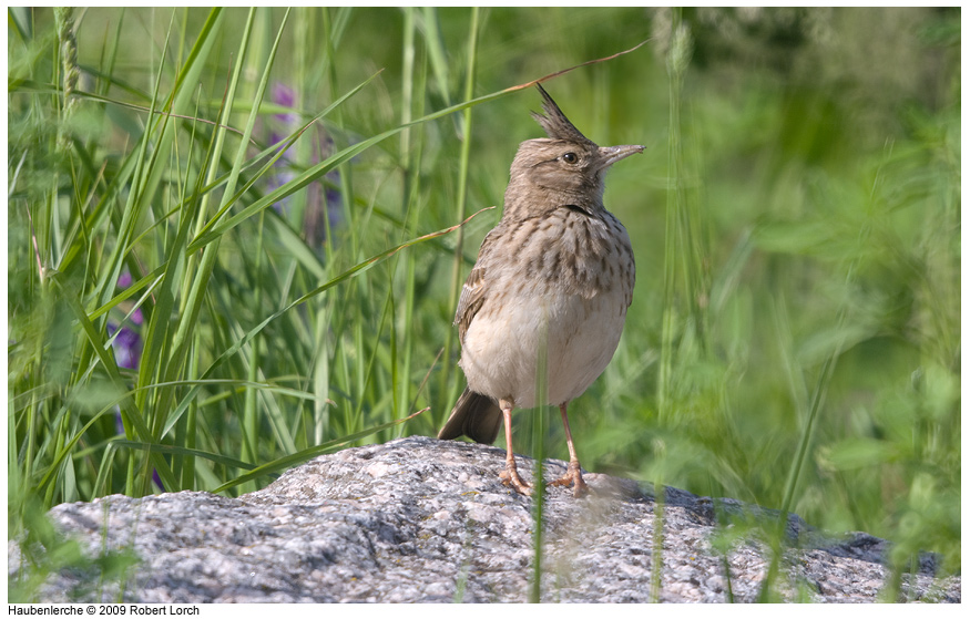 Haubenlerche Bild 61451