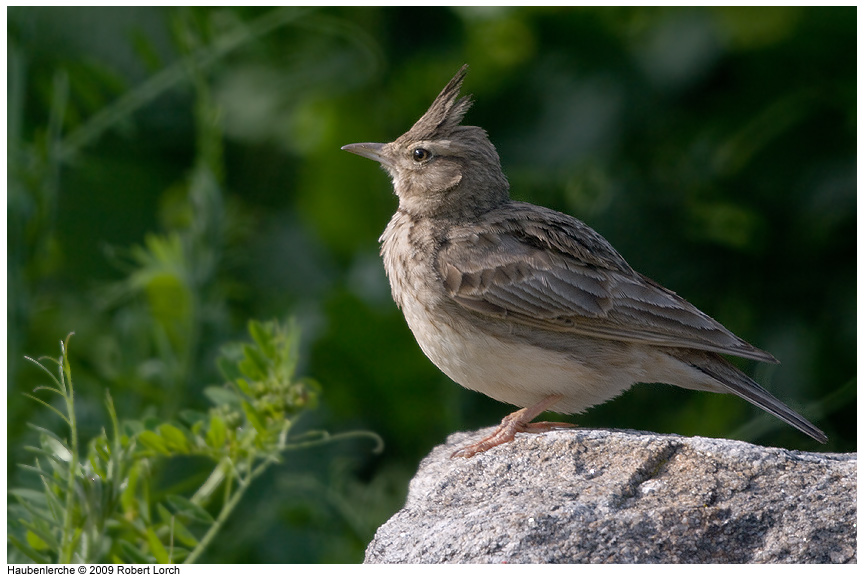 Haubenlerche Bild 61485