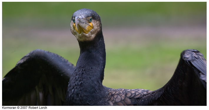 Kormoran Bild 32364