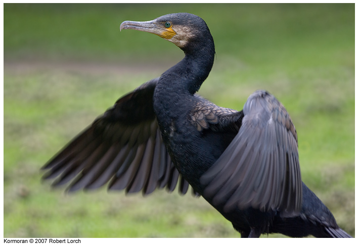 Kormoran Bild 32371