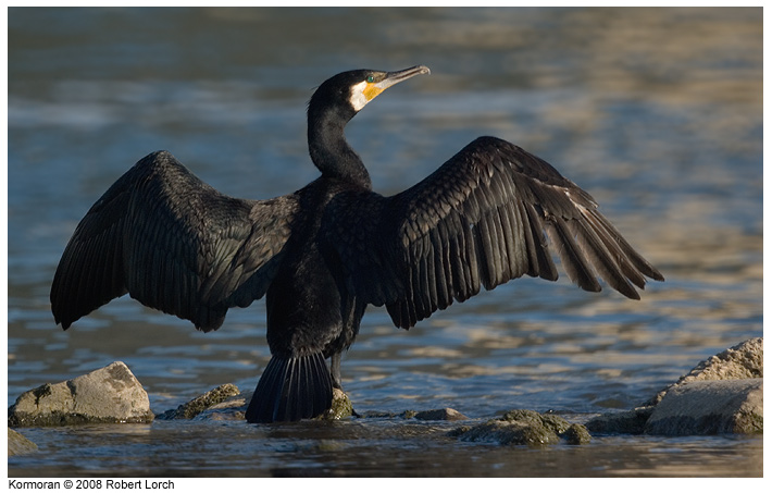 Kormoran Bild 54198