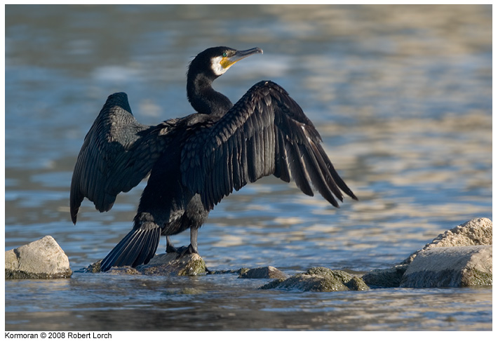 Kormoran Bild 54203