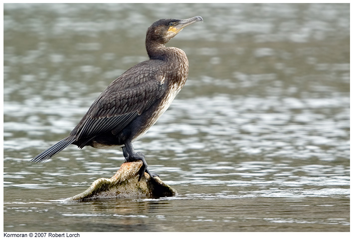 Kormoran Bild 9264