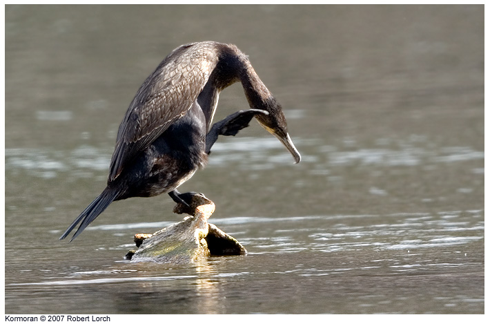 Kormoran Bild 9279