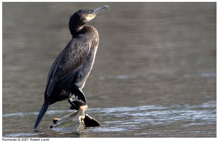 Kormoran Bild 9282