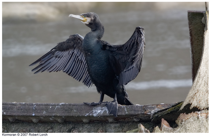 Kormoran Bild 9283