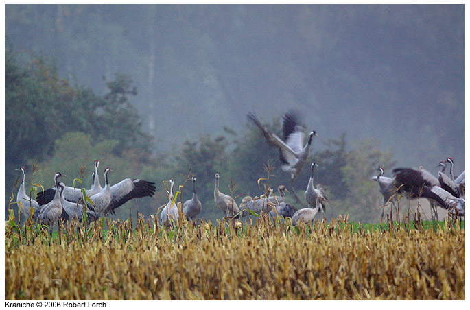 Kranich Bild 7995