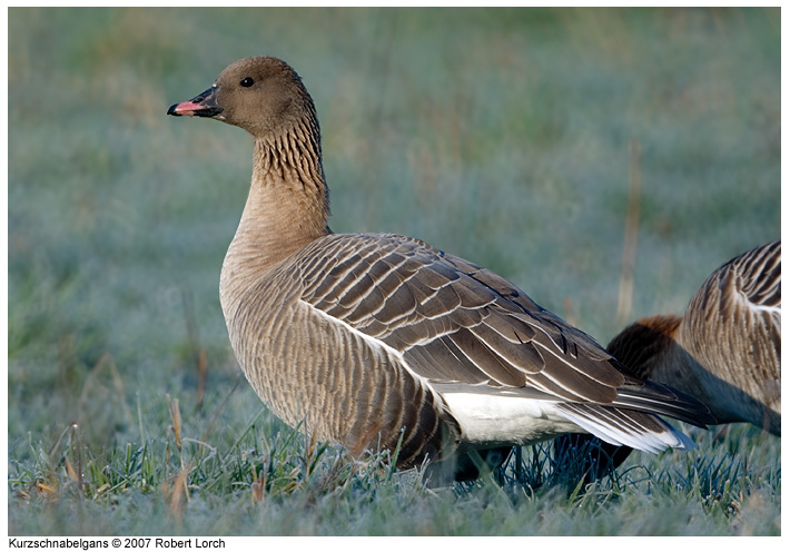 Kurzschnabelgans Bild 10072