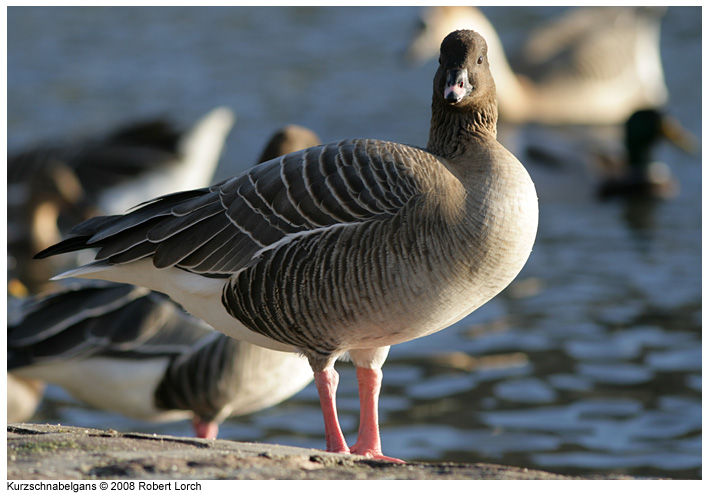 Kurzschnabelgans Bild 40529