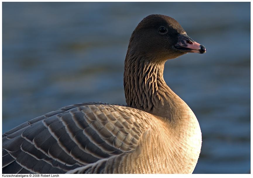 Kurzschnabelgans Bild 40567