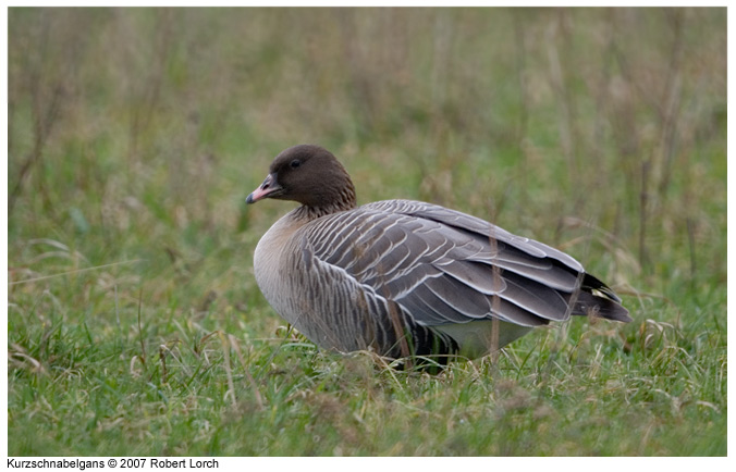 Kurzschnabelgans Bild 8449