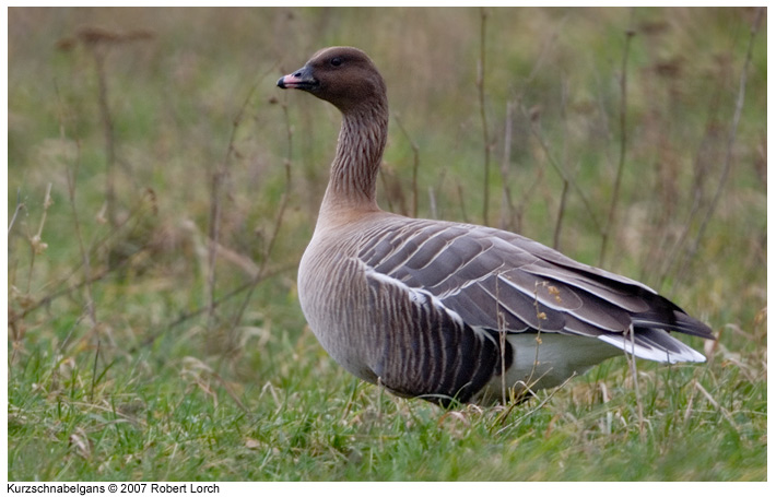Kurzschnabelgans Bild 8458