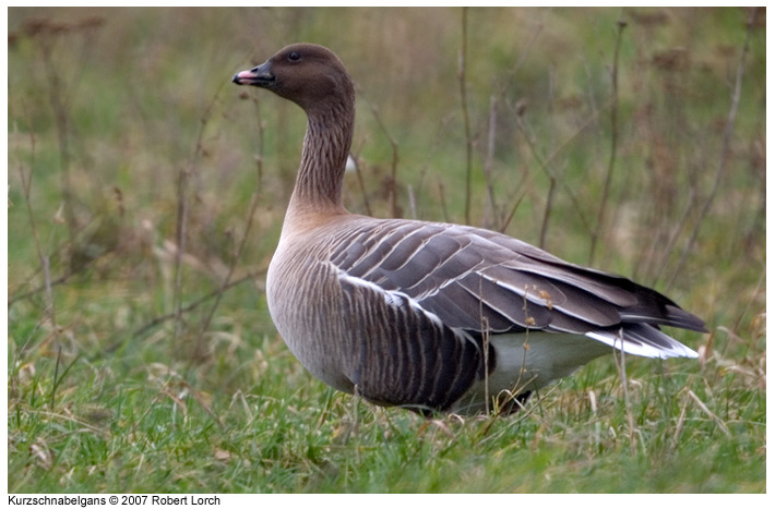 Kurzschnabelgans Bild 8459
