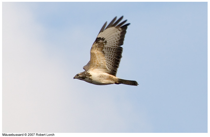 M�usebussard Bild 40074