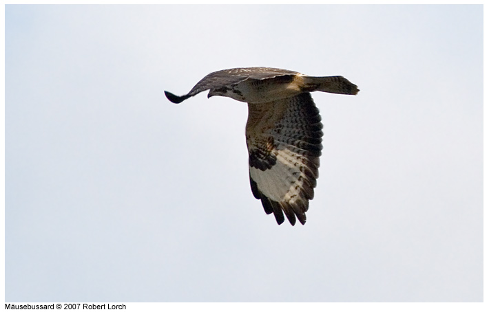 M�usebussard Bild 40075