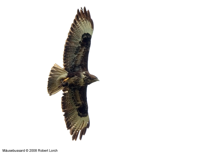 M�usebussard Bild 53525
