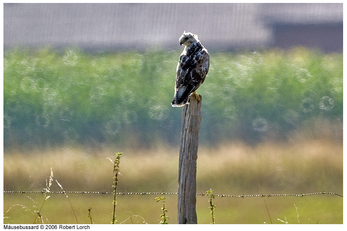 M�usebussard Bild 6103