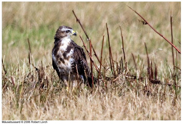 M�usebussard Bild 6143