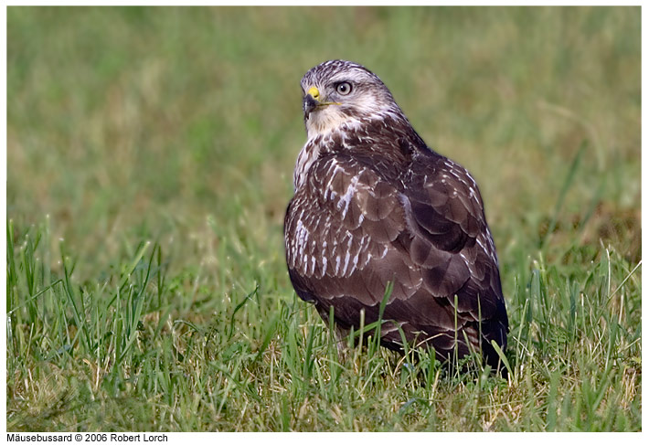 M�usebussard Bild 7360
