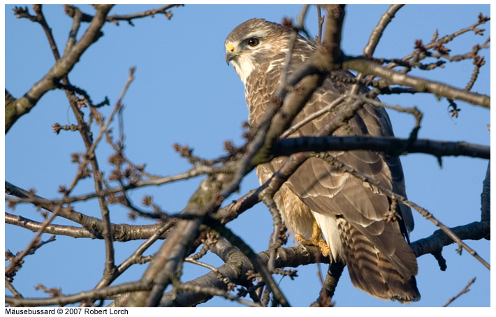 M�usebussard Bild 8999