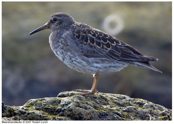 Meerstrandlaeufer Bild 31726
