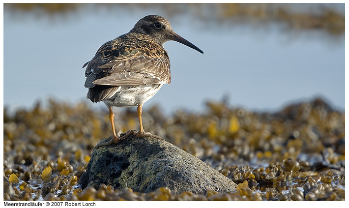 Meerstrandlaeufer Bild 31890