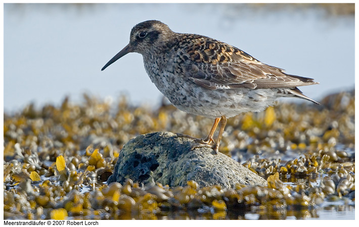 Meerstrandlaeufer Bild 31894
