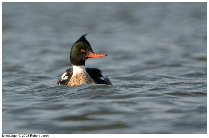 Mittelsaeger Bild 52700